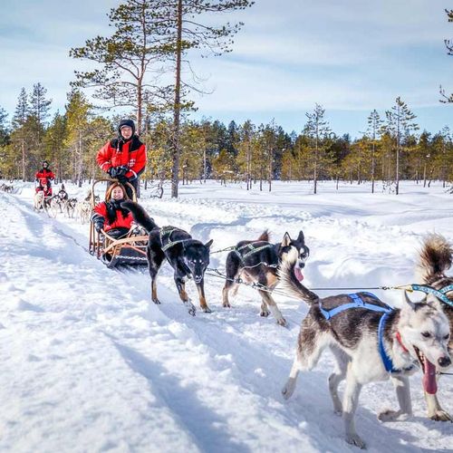 Programm Husky Safari