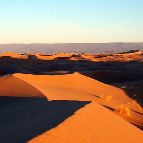 Programm Desert Day