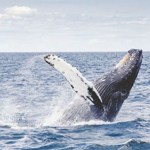 Programm Whale Watching